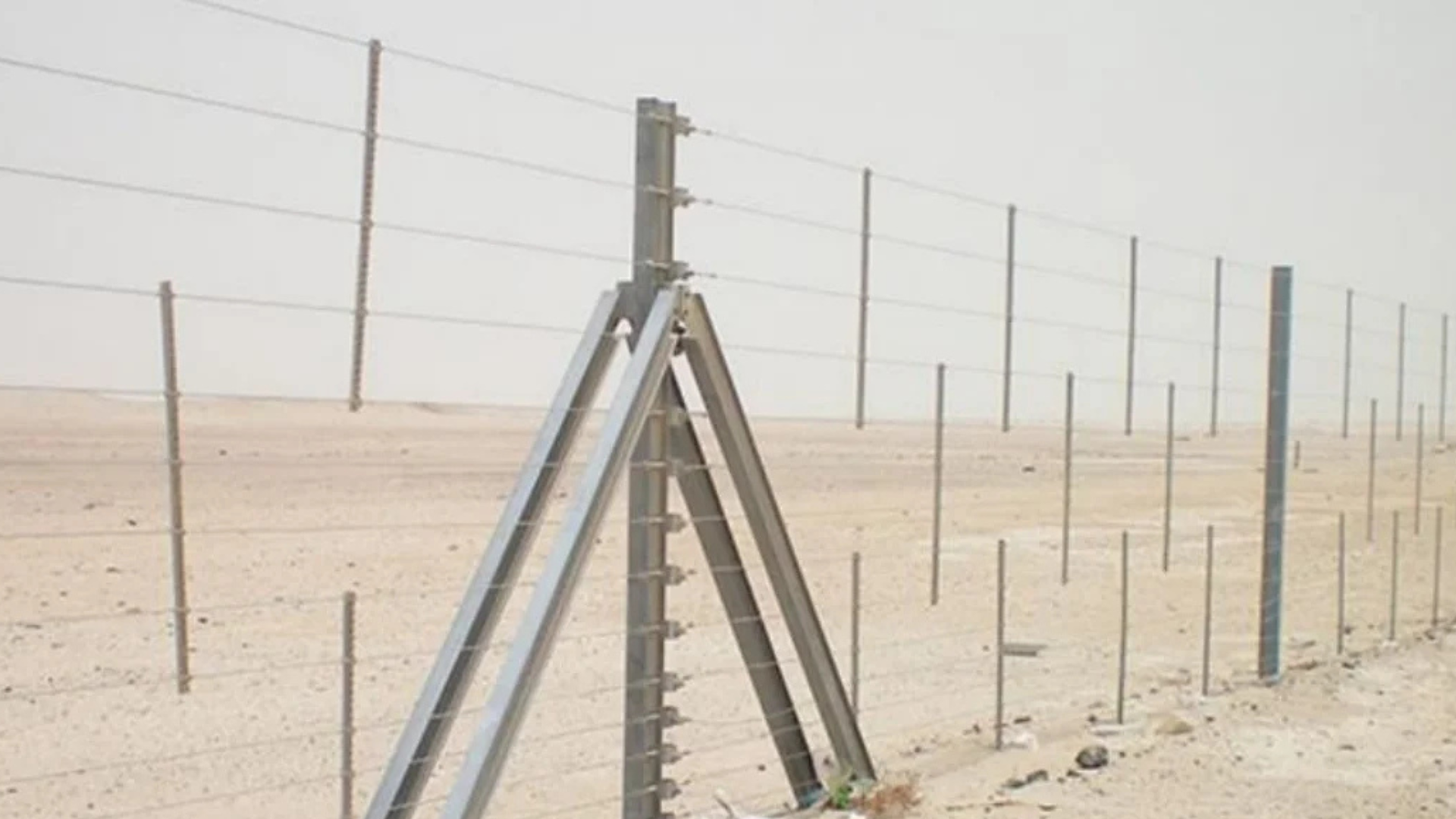 Camel and Sand Fence UAE